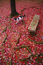 cat walk on crimson foliage, japan