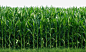 绿色玉米地高清素材 免抠 设计图片 免费下载 页面网页 平面电商 创意素材 png素材