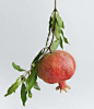 This contains an image of: 