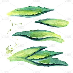 龙舌兰植物叶集。手绘水彩插图，孤立的白色背景