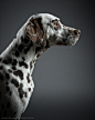 DALMATINER DOG WITH PHASE ONE IQ250 : Dog portraits shot with the new phase one iq250 digital back