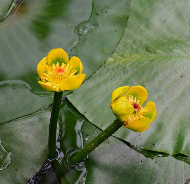 8萍蓬莲1别名萍蓬草黄金莲水粟花色金黄花期57月栽培水深3060cm