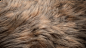 andrew-krivulya-fur-preview-2.jpg (1920×1080) _毛发-高模_T202099 #率叶插件，让花瓣网更好用_http://ly.jiuxihuan.net/?yqr=11181620#