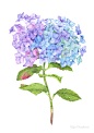 Hydrangea Flower with watercolor  : Beautiful detailed Hydrangea Flower picture