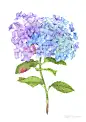 Hydrangea Flower with watercolor  : Beautiful detailed Hydrangea Flower picture