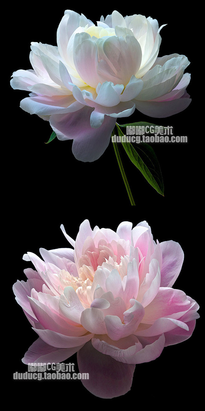 821 植物花卉摄影集 光影 色彩写真花...
