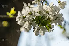 樱花盛开的季节。白色的花在春天的花园里。在阳光明媚的日子里，樱花的特写。有选择性的重点。清新的壁纸，