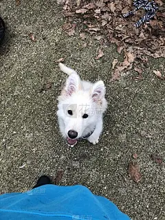 白色的德牧幼犬