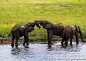 大象打架 津巴布韦 非洲 大草原 动物 非洲大象, 胡来大叔旅游攻略