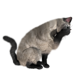 我也不知飘向何方采集到猫
