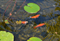 户外,金鱼,自然,三只动物,平衡折角灯,池塘,水生植物,水平画幅,水的各种形态,睡莲