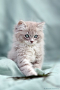 soupanjun.com ragdoll kitten...if I ever owned a cat this is what it would look like :): 