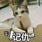 猫咪表情包_微信