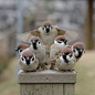 日本摄影师镜头下的麻雀团团～突然觉得麻雀无比无比可爱。 ​​​​