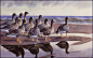 飞禽绘画  英国画家 Charles Tunnicliffe