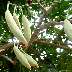 LockLee采集到植物 山龙眼科（针垫花，国王花，银桦）