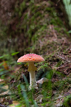 My小右キルア采集到菌类