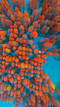 紫马岭公园内的水杉，中国中山市 (© Yaorusheng/Getty Images)

像大多数自然界中的东西一样，今天主页上的树值得仔细观察。这种被称为水杉的物种被认为已经灭绝了数百年。不像其它红杉树，这种红杉树是落叶的；在秋天，它的针叶变成明亮的橙色，然后掉落到地上。该物种的化石证据在北半球很常见，但是在中新世之后，没有证据表明该物种的存在。这种树一直被认为已经灭绝很久了，直到1944年，一棵巨大的水杉在中国中南部被发现。今天，这种树在世界许多地方都是一种受欢迎的观赏植物。在我们的壁纸中，来自中国中