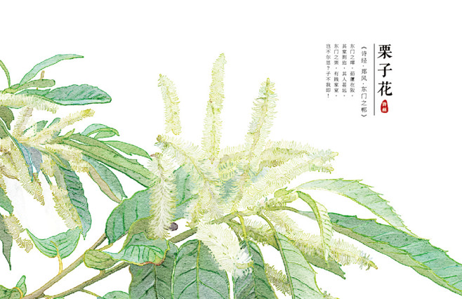 【诗经植物】完结_涂鸦王国 原创绘画平台...