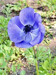 2011年2月，拉马特甘公园的紫冠海葵