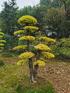 合瑞设计采集到植物