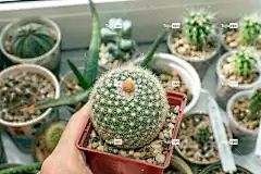 仙人掌 芽 盛开 花壁纸 窗台 窗户 花卉 植物群 峰值 植物