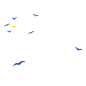 海鸥
