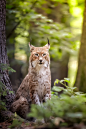 Luchs by René Unger on 500px