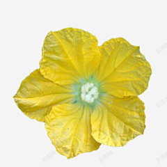 页子yz采集到黄色花瓣