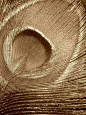 feather image