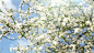 花园里一棵果树开着白色的花。风轻轻地摆动着花朵的茎。在蓝天的背景下，瞥见春天的阳光。