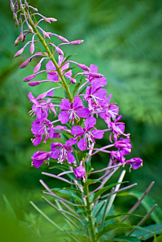 千屈菜willow herb-花瓣网|陪你做生活的设计师 | - 相片分享!