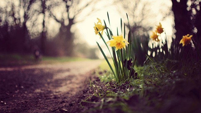 #flowers, #dirt, #ye...