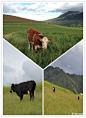 祁连P39：天苍苍野茫茫，风吹草低见牛羊，真是写照；