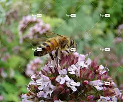 双 昆虫 自然 百里香 花 花壁纸 美丽的花朵 花卉背景