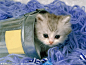 猫可能会统治地球的！ 