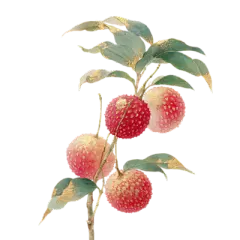 【米图网-52mitu.com】荔枝 水果 手绘 插画荔枝