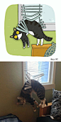 #超有趣的猫咪版漫画# 都好可爱啊，awsl！！ ​​​​