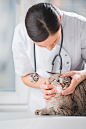 Veterinarian examining eyes of a cat while doing checkup at clin