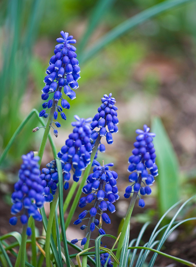 疏忽串铃花（muscari neglec...