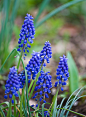 疏忽串铃花（muscari neglectum）