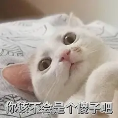 猫咪表情包合集｜你都没有胸，凶什么凶_宠物频道_东方资讯