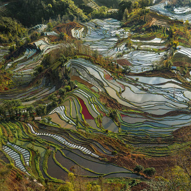 YuanYang China Rice ...