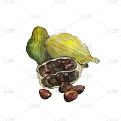 民族香菜白底，手绘水彩插画。