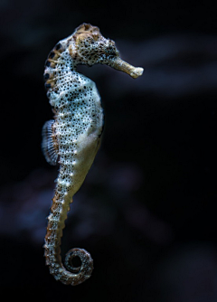 画画的九彩鱼采集到海洋生物