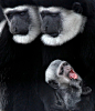 阿比西尼亞疣猴寶寶在打哈欠在日本的橫濱動物園