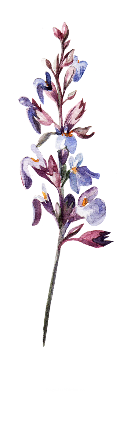 手绘花 蝴蝶 叶子 花环 钻石 花瓣 p...
