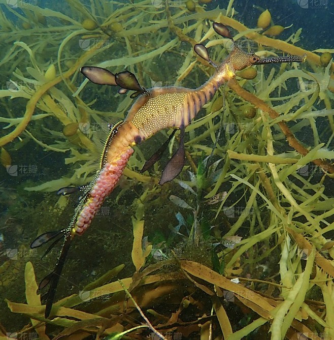 杂草丛生的海龙带着蛋