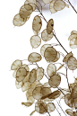 十字花科 银扇草 Lunaria annua 因其果荚酷似银扇得名@北坤人素材