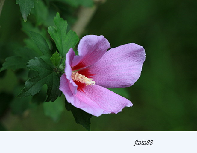木槿花_jtata88_新浪博客